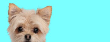 Cyan arka planında büyük gözleri olan sevimli bir Metis Pomeranian Tükürük Yavrusu 'na yaklaş