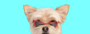 Cyan arka planında kırmızı güneş gözlüğü ve kırmızı yaka takan Meraklı Metis Pomeranya köpeğiymiş.