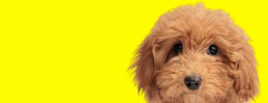 Şirin, utangaç kaniş köpeğinin sarı arka planda saklanıp gözetlediği bir stüdyo fotoğrafı.