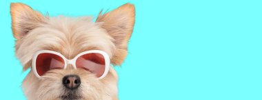 Cyan arka planda kırmızı ve beyaz güneş gözlüğü takan şık Metis Pomeranya köpeğinin yakın çekimi