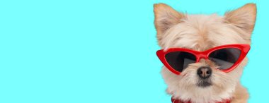 Cyan arka planda kırmızı güneş gözlüğü ve kırmızı yaka takan komik bir metis Pomeranya köpeğinin yakın çekimi.