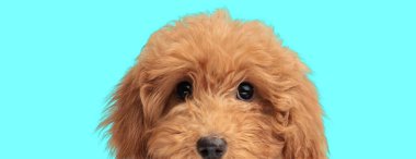 Şirin, utangaç bir kaniş köpeğinin çekimleri. Cyan arka planda saklanıyor ve dikizliyorlar.