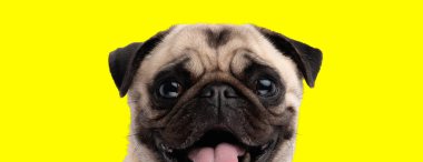 Nefesi kesilen, sarı bir arka planda bekleyen sevimli bir köpeğe yakından bakın.