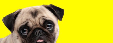 Sarı bir arka planda, dili dışarı fırlamış, üzgün bir köpek portresi.