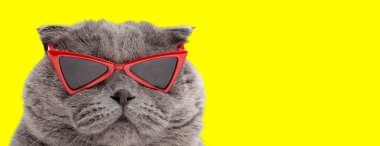 Sarı arka planda kırmızı üçgen güneş gözlüğü takan İskoç bir kedinin yakın çekimi.