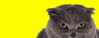 Sarı stüdyo arkaplanını dört gözle bekleyen İskoç bir kedinin yakın çekimi.