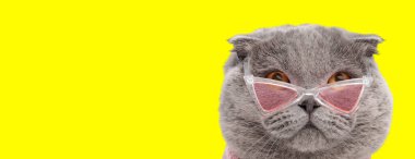 Sarı arka planda pembe güneş gözlüğü ve pembe süveter giyerken yukarı bakan İskoç bir kedinin portresi.