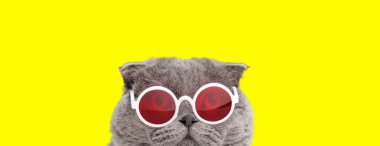 Sarı arka plana bakarken kırmızı ve beyaz güneş gözlüğü takan cahil bir İskoç kedisinin yakın çekimi.