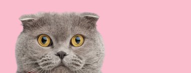 Sevimli gri İskoç kedisi pembe bir stüdyo arka planını bekliyor.
