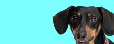 Cyan arka planında büyük gözleri olan komik bir dachshund köpeğinin yakın çekimi.