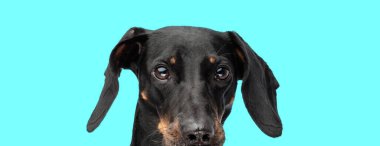 Türkuaz arka planda izole edilmiş meraklı siyah ve bronz tekel köpeğinin stüdyo çekimi.