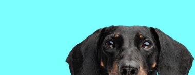 Çekici siyah ve esmer tekel köpeğinin turkuaz arka planda dikizlediği ve ileriye baktığı yakın görüntü.