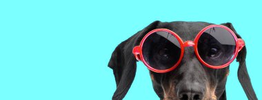 Cyan arka planda izole edilmiş kırmızı güneş gözlüğü takan komik siyah ve bronz tekel köpekleri yakın plan