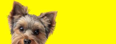 Tatlı meraklı Yorkshire Teriyeri köpeği sarı arka planda bekliyor
