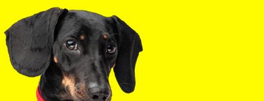 Kırmızı yakalı, değerli siyah ve bronz tekkeli yakın plan sarı arka planda izole edilmiş.