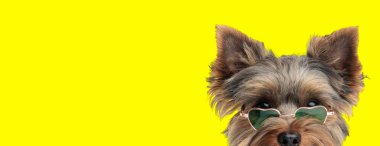 Sarı arka planda yeşil kalp şeklinde gölgeler takan sevimli Yorkshire Teriyer Köpeğinin yakın görüntüsü