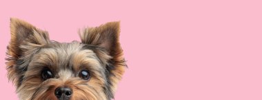 Şirin utangaç Yorkshire Teriyer köpeği Pembe arka planda saklanırken ileriye bakıyor