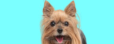Sevimli Yorkshire Teriyeri köpeği mavi arka planda soluk soluğa.