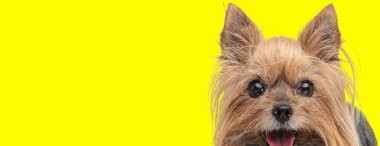 Yorkshire Teriyer Köpeği 'nin stüdyo fotoğrafı. Sarı arka planda dili çıkmış.