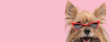 Pembe arka planda kırmızı güneş gözlüğü takıp, ağzı açık bir şekilde ileriye bakan şık Yorkshire Teriyer köpeğine yakın durun.
