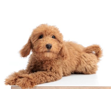 Şirin kahverengi kaniş köpeği uzanıyor ve beyaz arka planda ileriye bakıyor.