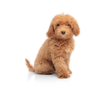 Şirin kahverengi kaniş köpeği beyaz arka planda oturuyor ve ileriye bakıyor.