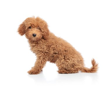 Beyaz arka planda oturan ve kameraya bakan sevimli kahverengi bir kanişin yan görüntüsü