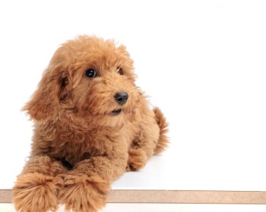 Şaşırmış kahverengi kaniş yavrusu uzanıyor ve beyaz arka planda ağzı açık bir şekilde başka tarafa bakıyor.