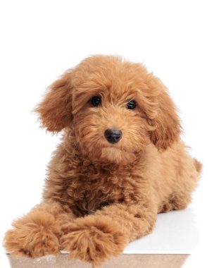 Sevimli kahverengi kaniş köpeği beyaz stüdyo arka planında tezgahta yatıyor.