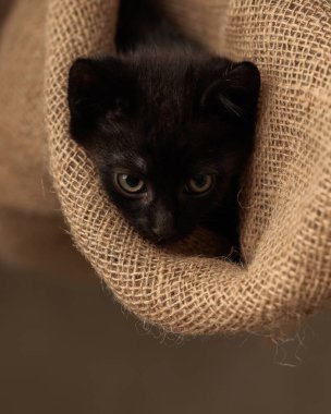 Meraklı siyah metis kedicik bir çuval içinde saklanıyor ve bej arka planda ileriye bakıyor.