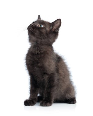 Siyah bir metis kedinin dik oturup beyaz stüdyo geçmişine bakarken yan görüntüsü.