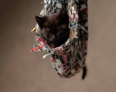 Sevimli siyah metis kedicik, bej arka planda renkli eşarp içinde gözleri kapalı uyuyor.