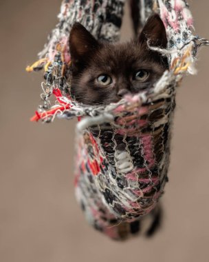 Meraklı siyah metis kedi yavrusu bej arka plandaki renkli örgü çantasından bakıyor.