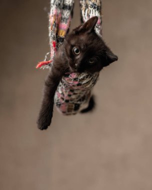 Oyuncu siyah metis kedi yavrusu bej arka plandaki eşarptan patisini uzatıyor