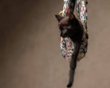 Siyah metis kedicik, bej arka planda patisini uzatırken gözlerini kaçırıyor.