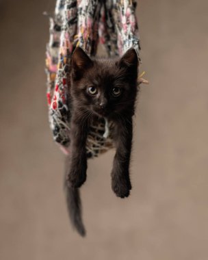Komik siyah metis kedi yavrusu bej arka planda renkli eşarptan sarkan bacakları sallıyor.