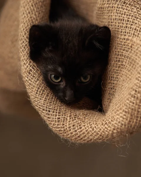 Meraklı siyah metis kedicik bir çuval içinde saklanıyor ve bej arka planda ileriye bakıyor.
