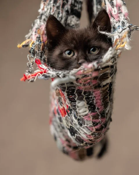 Meraklı siyah metis kedi yavrusu bej arka plandaki renkli örgü çantasından bakıyor.