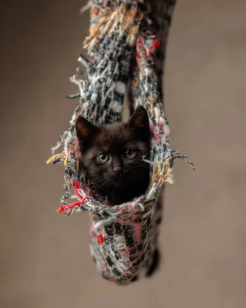Küçük siyah metis kedi yavrusu renkli yün eşarbın içinde oturuyor ve bej arka plandaki kameraya bakıyor.