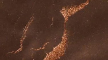 Yoğun koyu altın boya görüntüsü şiddetli bir şekilde ayrışır ve düzensiz, patlayıcı yuvarlak şekiller oluşturur. Görünür, agresif iç hareketlerle..