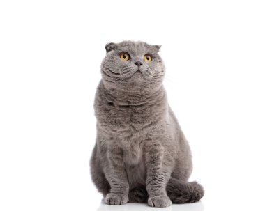 Meraklı gri kedi, beyaz stüdyo arka planında tek başına otururken yukarı bakıyor.