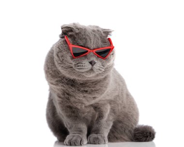 Kırmızı güneş gözlüğü takıp aşağı bakarken beyaz arka planda oturan İskoç kedisi.