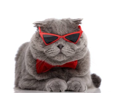 Kırmızı güneş gözlüklü, papyonlu, beyaz stüdyo arka planında uzanan zarif İskoç kedisi.