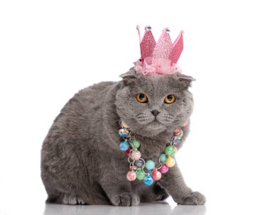 Beyaz arka planda otururken pembe bir taç ve renkli boncuklar takan sevimli gri İskoç kedisi.