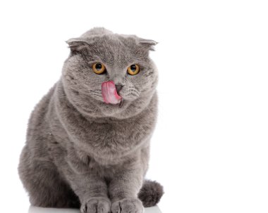 Hungry adorable grey scottish fold cat licking nose while sitting and looking away on a white studio background
