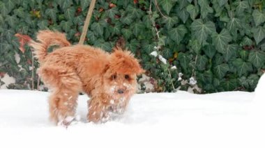 Oyuncak kaniş başını beyaz karın derinliklerine gömüyor sonra yüzünü öne doğru kaldırıyor etrafında dönüp sarmaşık duvarına karşı ağır çekimde sürüklenmeye başlamadan önce burun kıvrımlarıyla ileri doğru bakıyor.