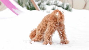 Oyuncak kaniş kar altında yüzükoyun gömülüyor sonra yana bakarken başını kaldırıyor ve karlı bir ağızlık ile pembe slaytlı karlı bahçeye karşı ağır çekimde ileriye bakıyor.