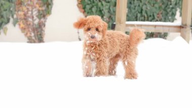 Oyuncak kaniş köpeği soğuk beyaz karlara burnunu sokuyor. Sonra da ileriye bakıp karlı zemine basıp koklamaya devam etmeden önce gevreklerden kurtulmak için güçlü bir şekilde vücudu sallıyor.