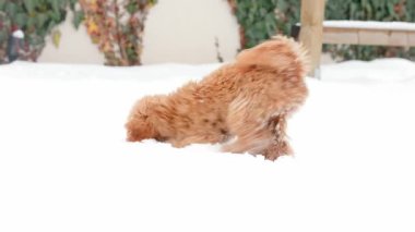 Heyecanlı kaniş köpeği kafasını derin karlara gömdü sonra yüzünü kar taneleriyle kapladı ve ileri doğru yürümeden ve beyaz toz içine dalmadan önce dışarı karlı zeminde yavaşça daldı.