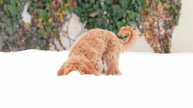 Oyuncak kaniş köpeği aramak için başını karlara gömüyor sonra da karlı zemini yavaş çekimde kazmak için aşağıya dalmadan önce beyaz tozla kaplı burnunu kaldırıyor.